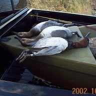 Canadian hitman