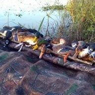 Duck Enticer