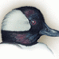 mossduck