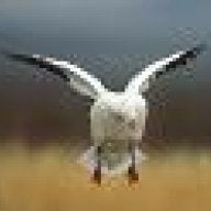 IAsnow goose