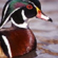 drakewoodie