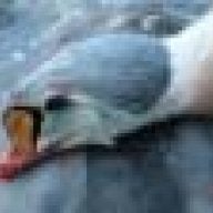GADUCKTHRASHER