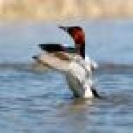 kvcanvasback