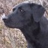 Horndog