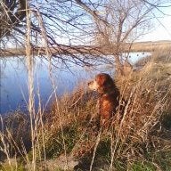 gadwall52