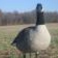 MDcanvasback