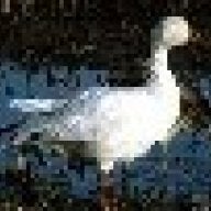 The Drake