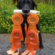 furface