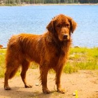 Red dog retriever
