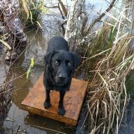 Wood Duck Hunter