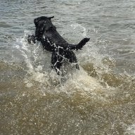 Black Jack Kennel