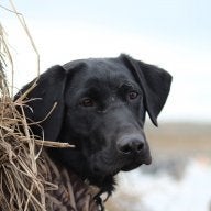 duckdog112