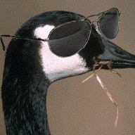 GooseGunners