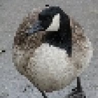 GooseMan17
