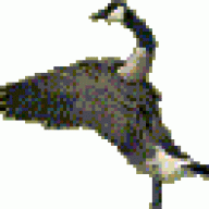 NorthernBird