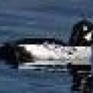 Goldeneye1