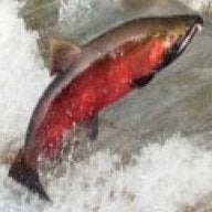 Coho