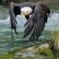 OLDUCK1