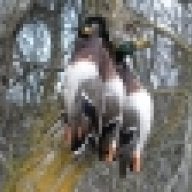 Duckwise