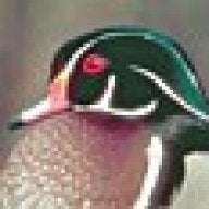 DuckWinger
