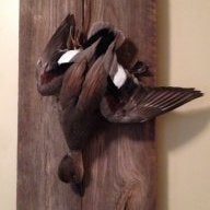 Mallard Krazy
