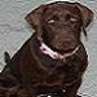 Rex