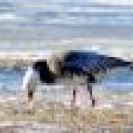 canvasback75