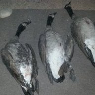 utahduckhunter