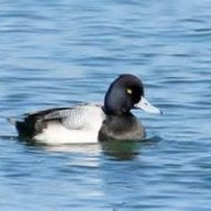 Lester Scaup