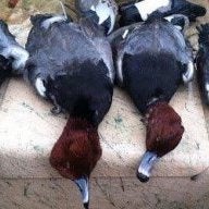 redheads
