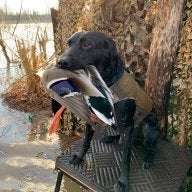 duck dawg