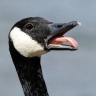 HonkyKong