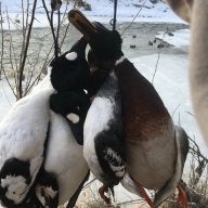 English_Pointer