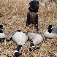 SkolMNDuckHunter