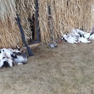 EyeLikePoultry