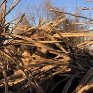 BlindGrass