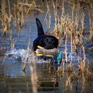 MARSH_HUNTR